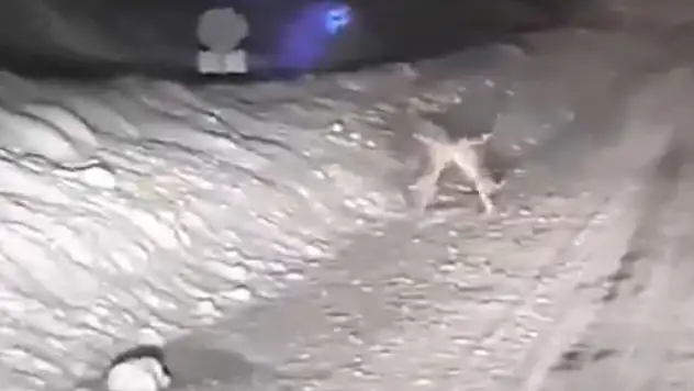 Karla kaplı yolda tavşanların kavgası gülümsetti