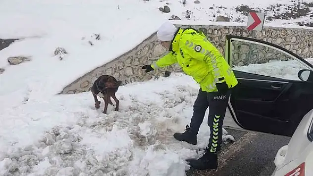 Polislerin dikkati yaralı köpeğin hayatını kurtardı