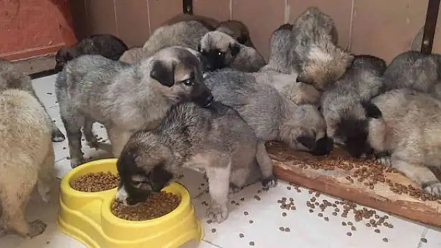 63 yavru köpek son anda ölümden kurtarıldı