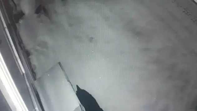 Aç kalan kurt şehir merkezine indi