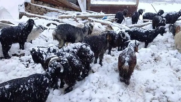 Mersin'de kardan çöken ahırdaki 21 küçükbaş hayvan telef oldu