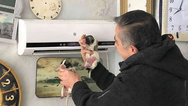 Üşümesin diye klimada ısıtıp, torunları gibi seviyorlar