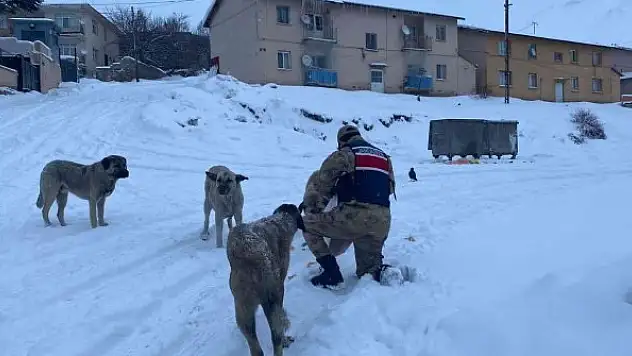 Tunceli'de sokak hayvanlarına Mehmetçik şefkati