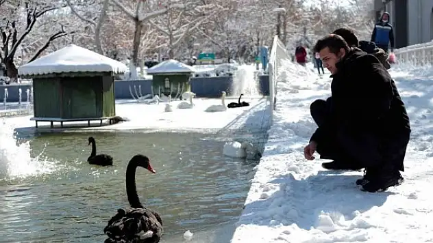 Buz tutan havuzda kuğuların renkli görüntüleri