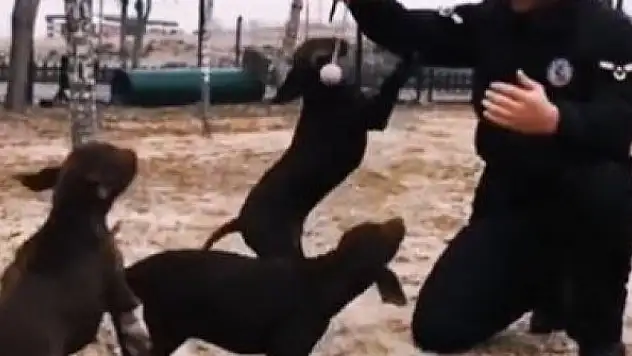 Jandarmanın görev köpekleri eğitimlerine devam ediyor