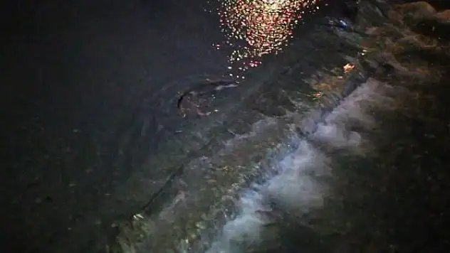 Su samuru ailesi yiyecek ararken objektiflere yakalandı