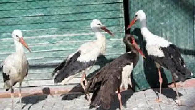 Yaralı kuşlar, hayvanat bahçesinde rehabilite ediliyor