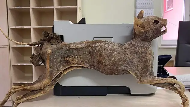 Cami tadilatında 80 yıllık hayvan cesedi bulundu