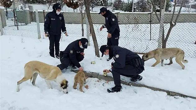 Sokak hayvanlarına polis şefkati