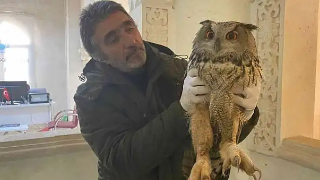 Yaralı halde bulunan dev baykuş tedavi altına alındı