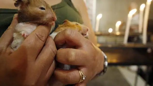 COVID-19 hamsterlardan insanlara bulaşabiliyor