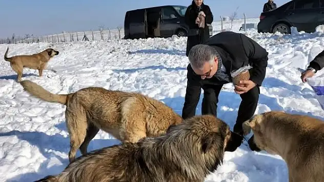 AK Parti'den yaban hayatı için doğaya yem