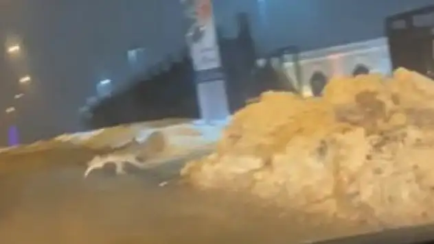 Elazığ'da aç kalan kurt şehir merkezine indi