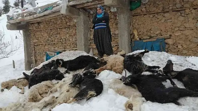 Besici ailenin 350 küçükbaş hayvanı telef oldu