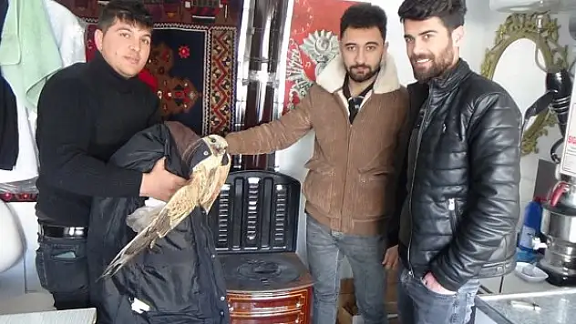 Konya'da donmak üzere olan kartal kurtarıldı