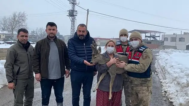 Köylülerin bulduğu yaralı karaca hayvanat bahçesinde tedaviye alındı