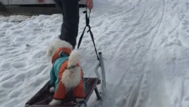 İstanbul'da köpeğin karda kayak keyfi