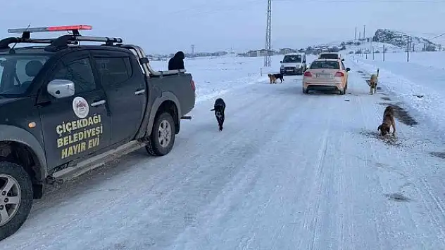 Sokak köpeklerini soğuk havada zehirleyip ölüme terk ettiler