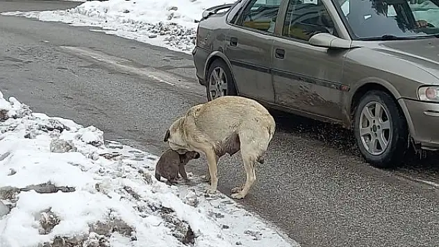 Yaramaz yavru köpeğe anne şefkati