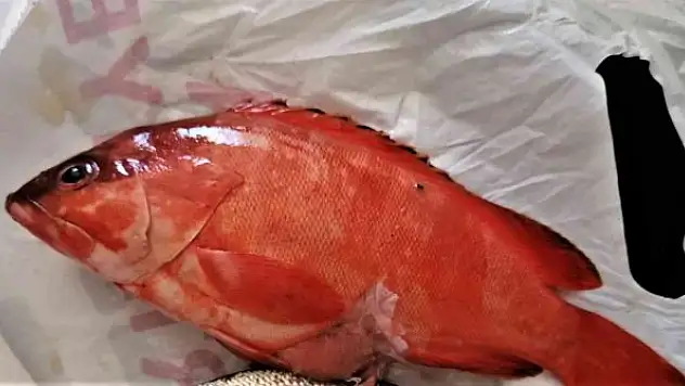 Deniz suyu soğudu, istilacı balık türleri kıyıyı terk ederek derine çekildi