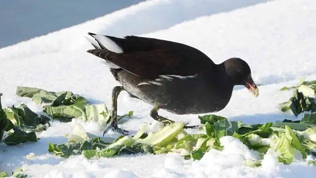 Yaban hayvanlarına yem desteği