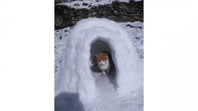 Sokak kedileri için kardan ev yaptılar