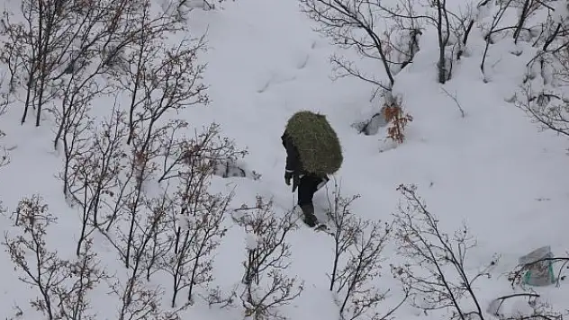 Dağ keçileri için 250 kilo otu doğaya bıraktılar