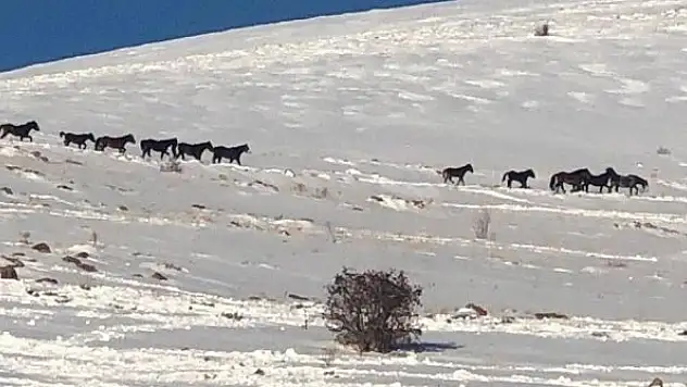 Drone kamerasına takılan yılkı atları eşsiz görüntüler oluşturdu