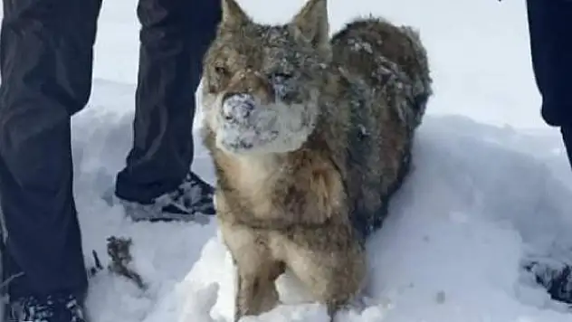 Sivas'ın ayazına dayanamayan kurt dondu