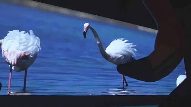 Türkiye'deki ilk flamingo belgeseli 'Pembe Misafirler' izleyiciyle buluştu