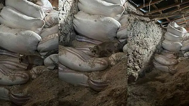 Kaz ve hindilerini yiyen tilkiyle dost oldu