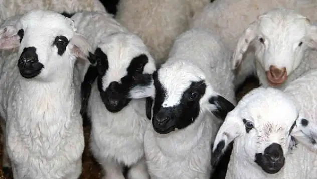 Karınları doyan süt kuzularının ahırda neşeli halleri renkli görüntü oluşturdu