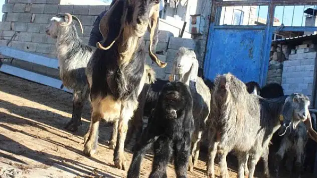 Kilis'te gözü alnında olan oğlak dünyaya geldi