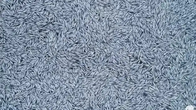 Yüz binlerce ölü balık tespit edildi