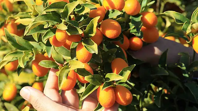 İtalyanlar talip oldu