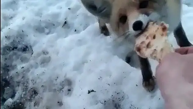 Karnı aç tilkiyi elleriyle besledi