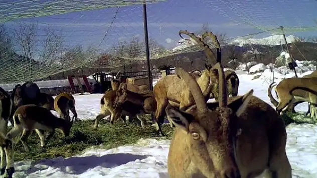 Yaban keçileri ilk kez doğal ortamından alındı