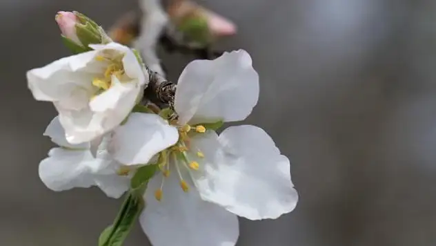 Cemre toprağa düşecek