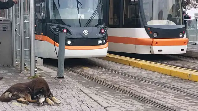 Kar yağışı en çok onları etkiliyor