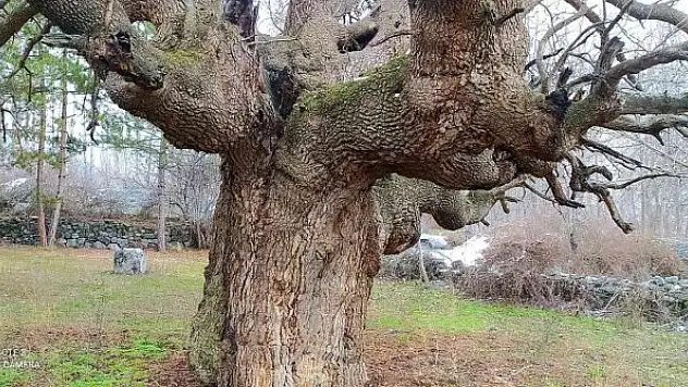10 asırlık ağaç koruma altına alınacak