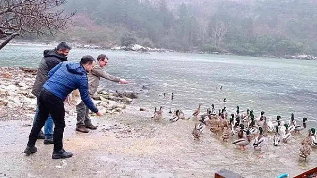 Yaban hayvanları için 50 kilogram yem bırakıldı