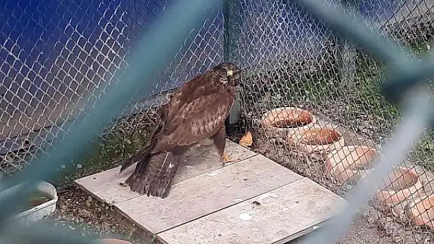 Kızıl şahin tedavisinin ardından doğaya salındı