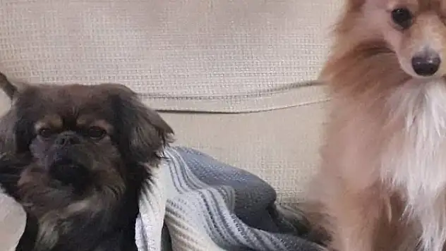 Her yerde kaybolan köpeklerini arıyorlar