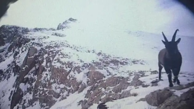 Erzincan'da yaban hayat fotokapanlarla görüntülendi