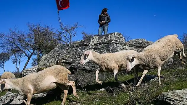 Küçükbaş hayvan yetiştiricileri çoban sorununa çözüm arıyor
