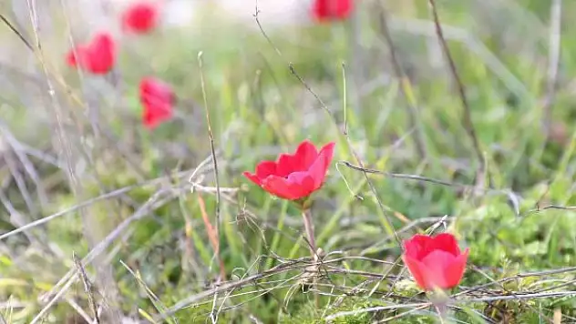 Laleler 1 ay erken açtı