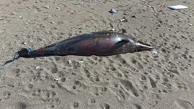 İki metre boyundaki ölü yunus kıyıya vurdu