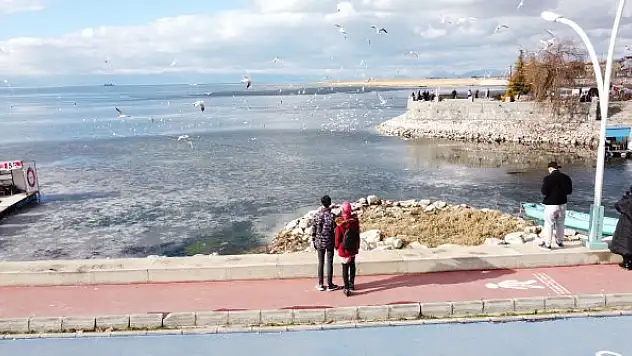 Baharın müjdecisi cemrelerden ilki 19-20 Şubat'ta havaya düşecek