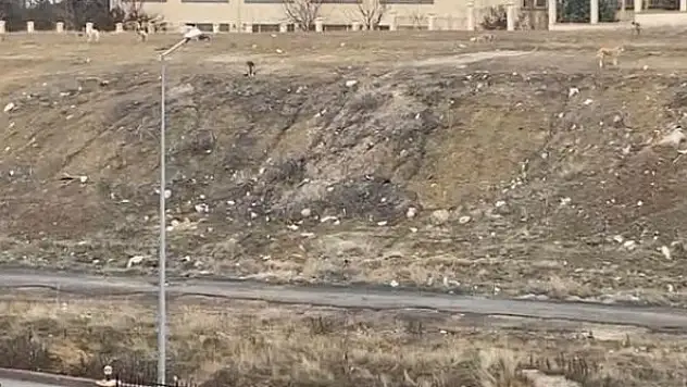 11 yaşındaki çocuk köpek sürüsünün saldırısından son anda kurtuldu