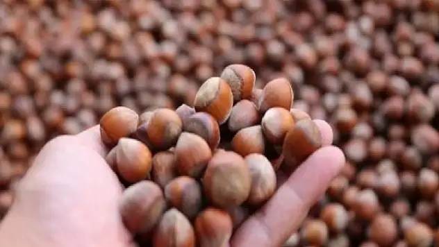 Düzce'den Ocak ayında 2 bin tondan fazla fındık ihraç edildi